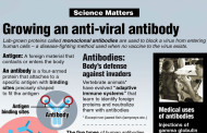 Growing an anti-viral antibody